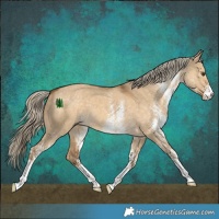 Horse Color:White Spotted Chocolate Palomino Dun 