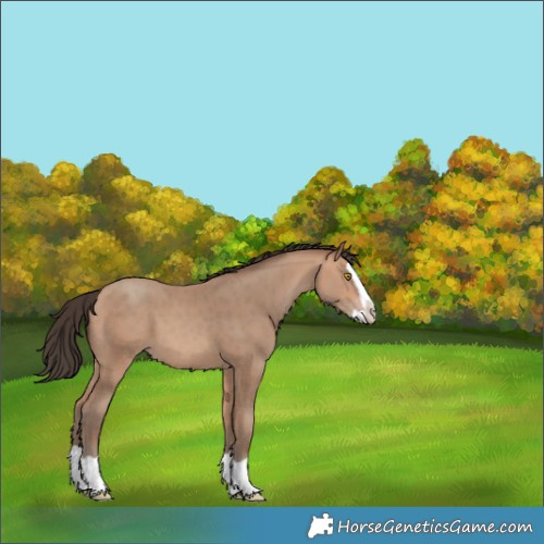 Horse Color:Amber Champagne Splash