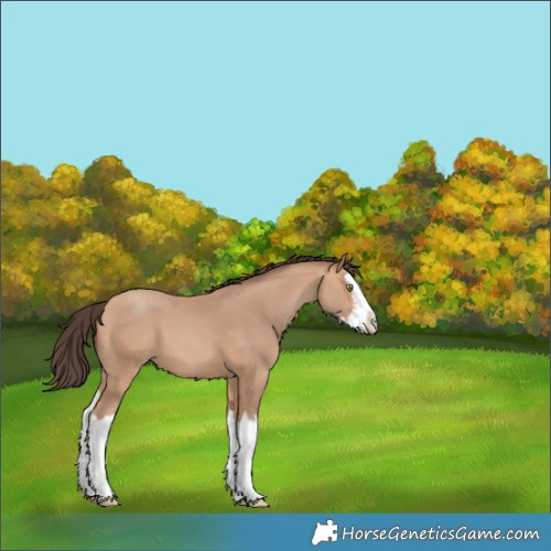 Horse Color:Amber Champagne Splash 