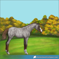 Horse Color:Liver Red Roan