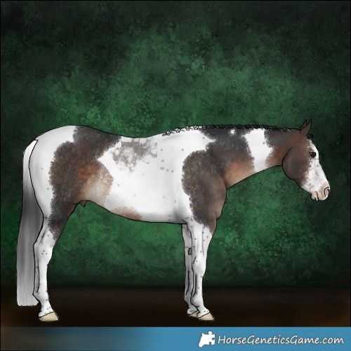 Horse Color:White Spotted Bay Tobiano Rabicano