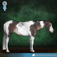Horse Color:White Spotted Bay Tobiano Rabicano 