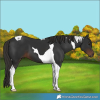 Horse Color:Liver Chestnut Tobiano 