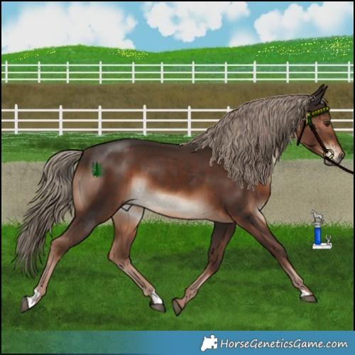 Horse Color:Liver Chestnut 