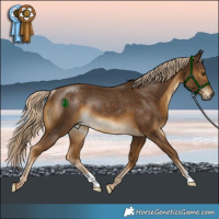 Horse Color:Chocolate Palomino Rabicano