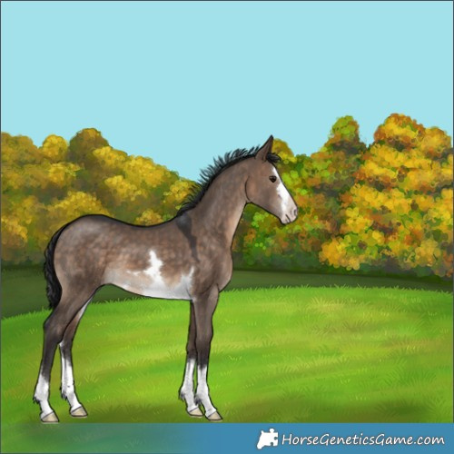 Horse Color:Brown Dun 