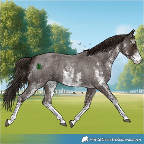 Horse Color:White Spotted Liver Red Roan 