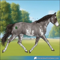 Horse Color:White Spotted Liver Red Roan 