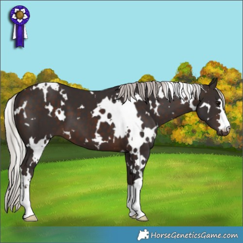Horse Color:White Spotted Silver Brown 