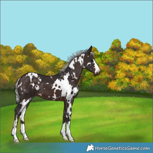 Horse Color:White Spotted Silver Brown 