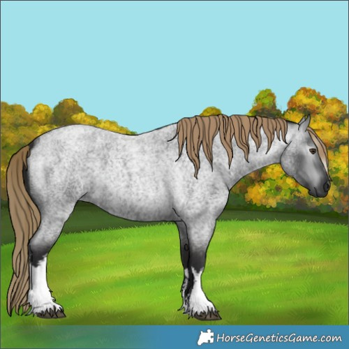 Horse Color:Gray White Spotted Liver Red Roan