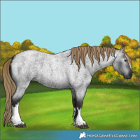 Horse Color:Gray White Spotted Liver Red Roan 