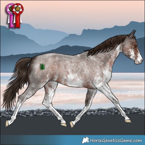 Horse Color:White Spotted Liver Red Roan 