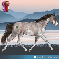 Horse Color:White Spotted Liver Red Roan