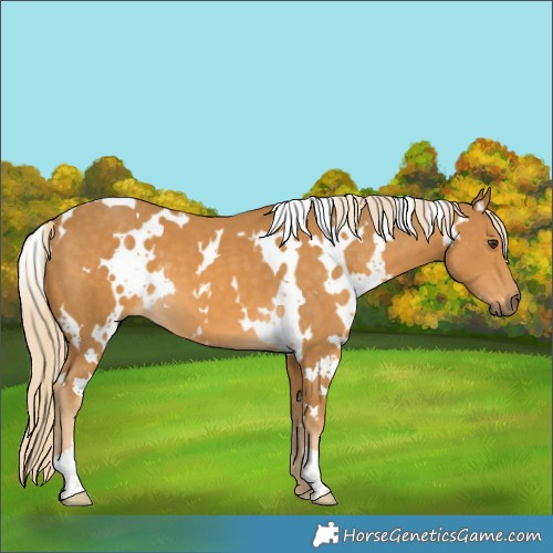 Horse Color:White Spotted Palomino 