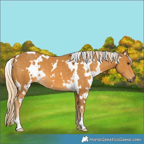 Horse Color:White Spotted Palomino 