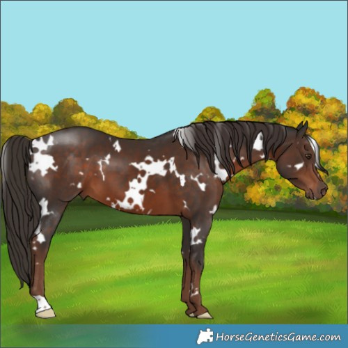 Horse Color:White Spotted Liver Chestnut 