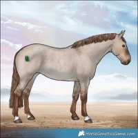 Horse Color:Liver Red Dun Roan 