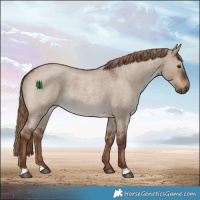 Horse Color:Liver Red Dun Roan 