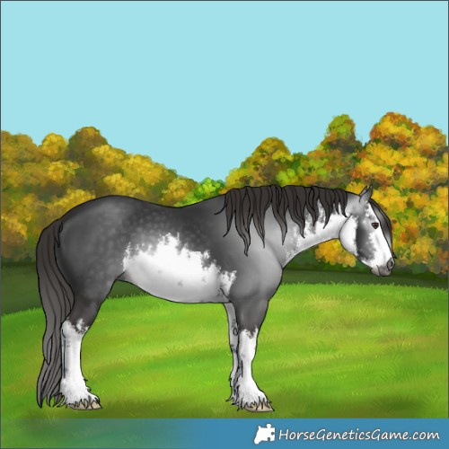 Horse Color:Gray White Spotted Liver Chestnut