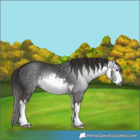 Horse Color:Gray White Spotted Liver Chestnut