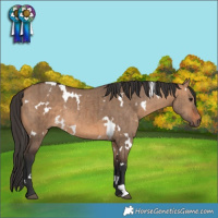 Horse Color:White Spotted Bay Dun Brindle 