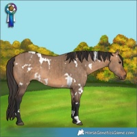 Horse Color:White Spotted Bay Dun Brindle