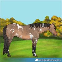 Horse Color:White Spotted Bay Dun Brindle 