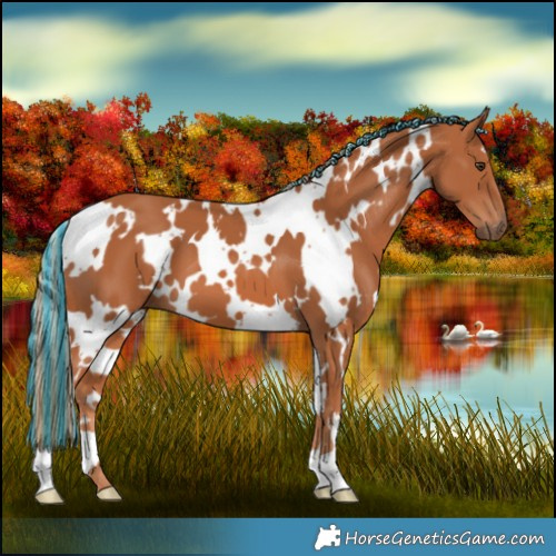 Horse Color:Painted White Spotted Chestnut 