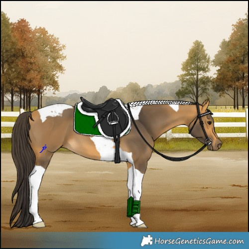 Horse Color:Buckskin Tobiano