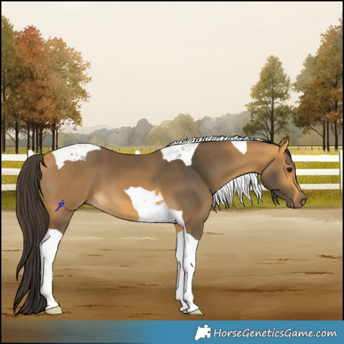 Horse Color:Buckskin Tobiano 