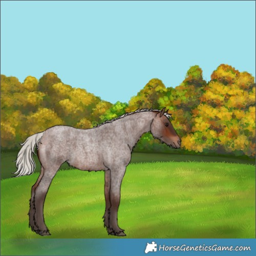 Horse Color:Silver Brown Roan 