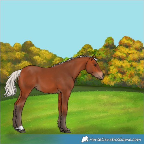 Horse Color:Silver Bay 