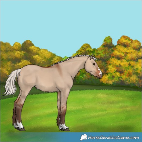 Horse Color:Silver Brown Dun 