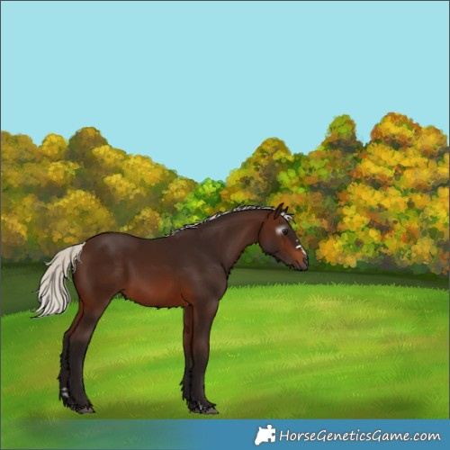 Horse Color:Gray Silver Bay 