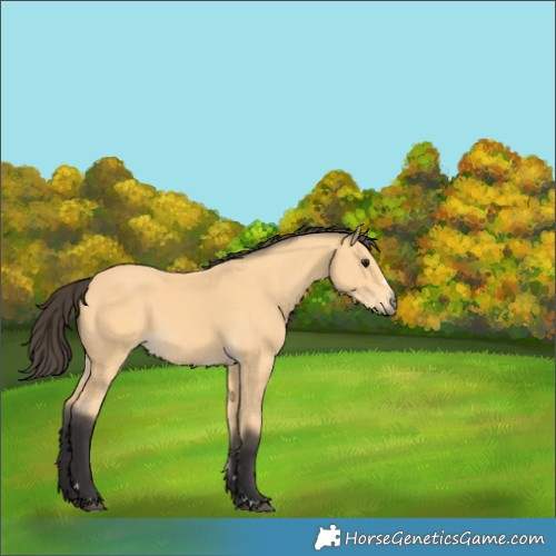 Horse Color:Buckskin