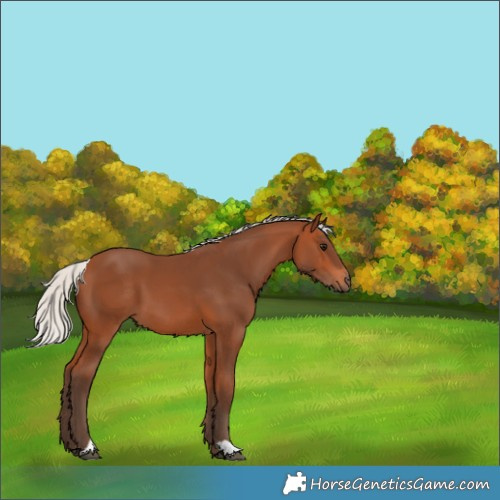 Horse Color:Silver Bay