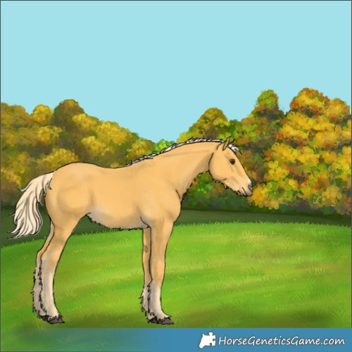 Horse Color:Palomino 