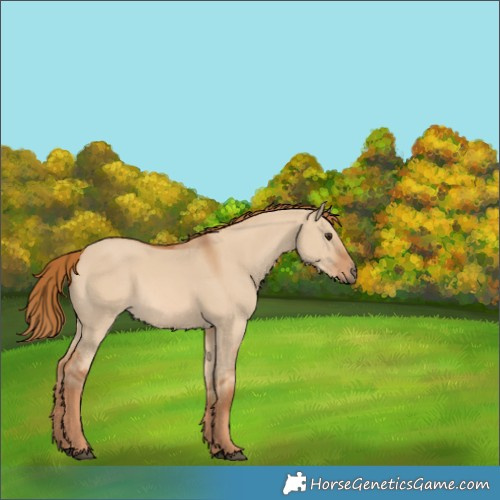 Horse Color:Red Dun 
