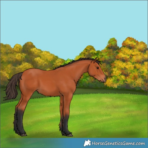 Horse Color:Bay 
