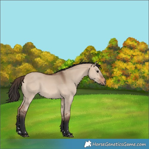 Horse Color:Bay Dun 