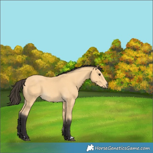 Horse Color:Buckskin 