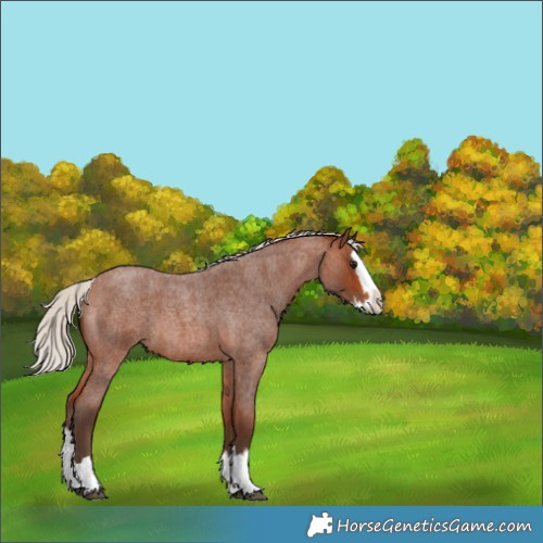 Horse Color:Silver Brown Roan Splash 