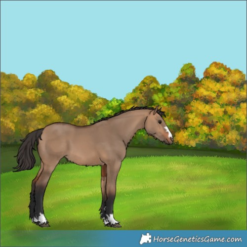 Horse Color:Bay Dun 