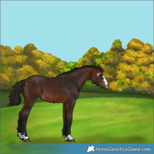 Horse Color:Gray Bay