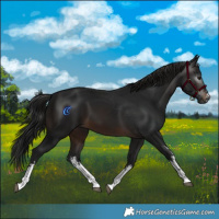 Horse Color:Gray White Spotted Brown 