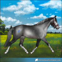 Horse Color:Gray White Spotted Brown