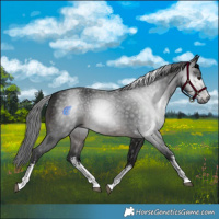 Horse Color:Gray White Spotted Brown 