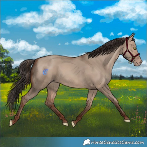 Horse Color:Sable Champagne Dun 