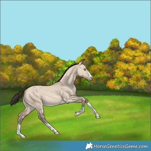 Horse Color:Amber Champagne Dun 